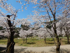 写真:本丸の桜2